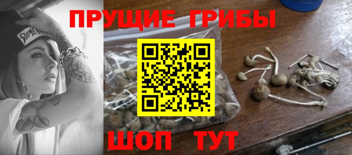 Псилоцибиновые грибы MAGIC MUSHROOMS  Вход с VPN  Мурино  Галлюциногенные грибы Psilocybine cubensis 